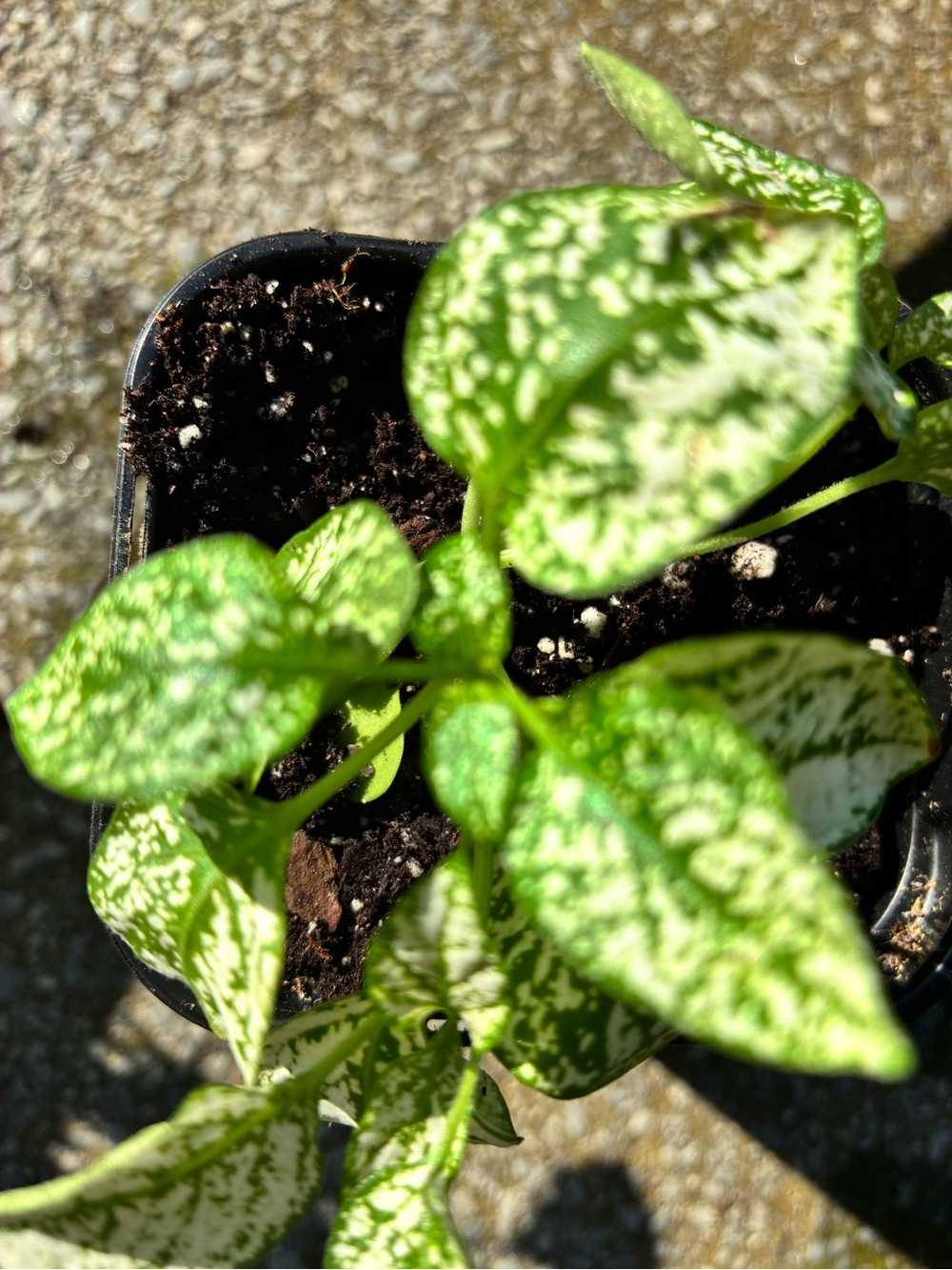 Polka Dot Plant (Hypoestes phyllostachya) white